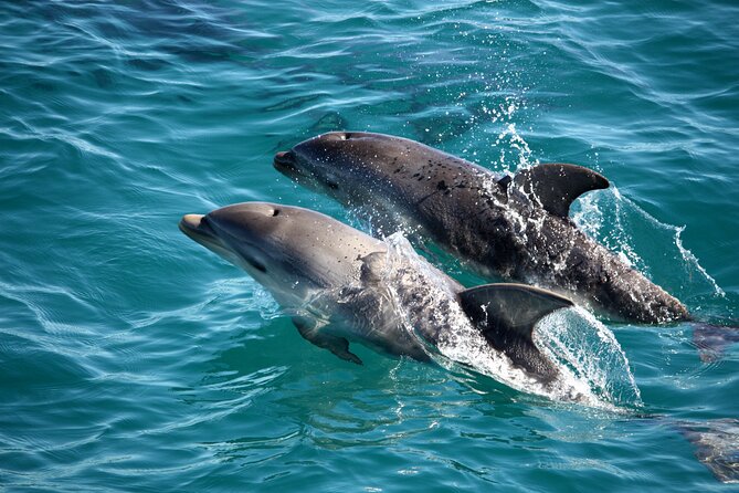 1.5hour Scenic and Wildlife luxury cruise - Where the cruise starts on the Mornington Peninsula