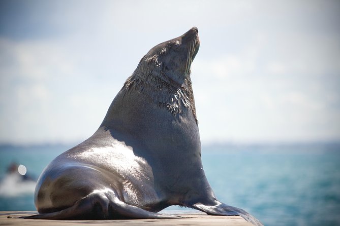 1.5hour Scenic and Wildlife luxury cruise - Onboard experience: seats, hot drinks, and staying comfortable