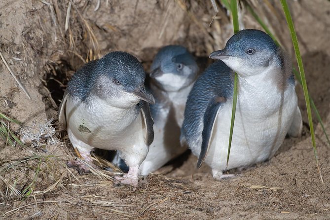 1 Day Exclusively Private Tour Of Phillip Island & The Penguin Parade - Price and what $169 covers (and what doesn’t)