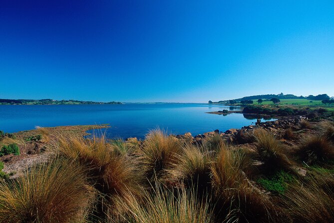 1 Day Exclusively Private Tour Of Phillip Island & The Penguin Parade - Koala stops that actually give you time to look (not just a photo)