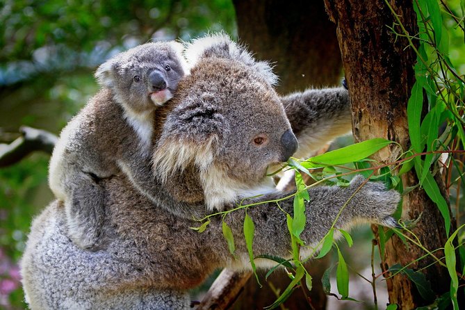 1 Day Exclusively Private Tour Of Phillip Island & The Penguin Parade - Beaches, rocks, and quick photo stops: Flynns Beach, Pyramid Rock, and more