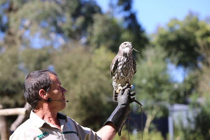 1 day Puffing Billy Steam Train and Wildlife Tour from Melbourne - Price and value: what $157.08 really buys you