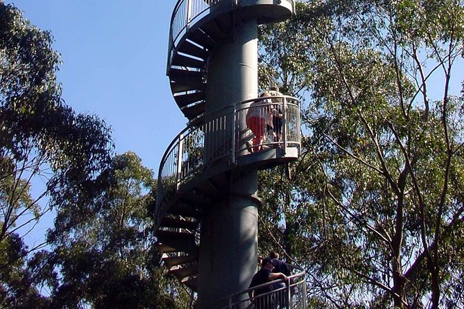 12 Apostles and Otway Fly Zipline Day Trip from Melbourne - Otway Fly Treetop Adventures: zip-lines, steel canopy, and rainforest walking
