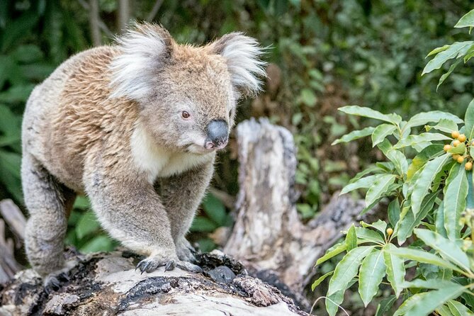 12 Apostles,Great Ocean Road Tour - hotel PICKUP & free entries - Mait’s Rest and Great Otway National Park rainforest time