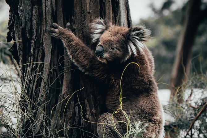 12 Apostles, Otways & Great Ocean Road Day Tour - Small Group - Key points to know before you go