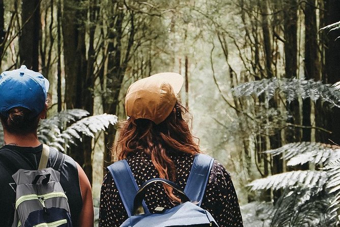 12 Apostles, Otways & Great Ocean Road Day Tour - Small Group - Great Otway National Park and the Californian redwoods break