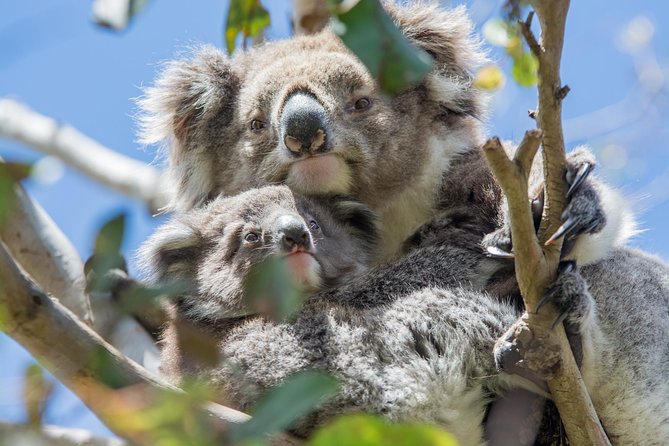 2-Day Great Ocean Road and Grampians Tour Roundtrip from Melbourne - Day 2 in the Grampians: kangaroos, Aboriginal culture, and two big viewpoints