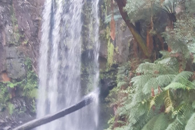 2 Day Great Ocean Road Tour and Platypus paddle - Apollo Bay to Lorne Beach: wildlife spotting and practical breaks