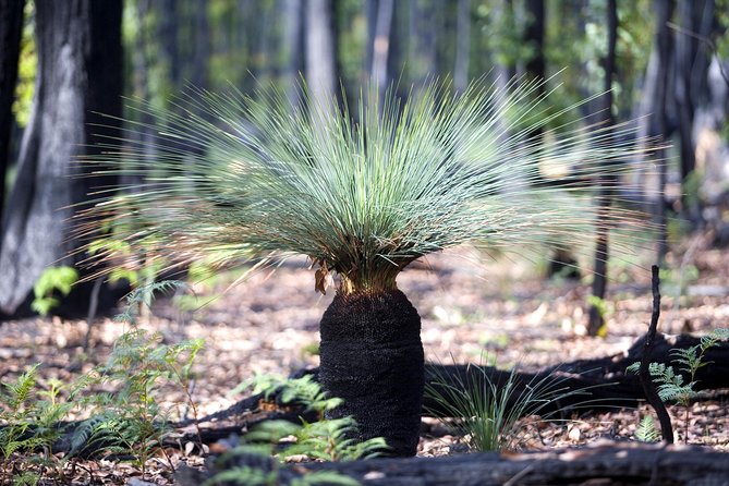 2-Day Melbourne to Adelaide Tour via Great Ocean Road Grampians - Great Otway National Park and Loch Ard Gorge: rainforest tall trees and shipwreck-coast vibes