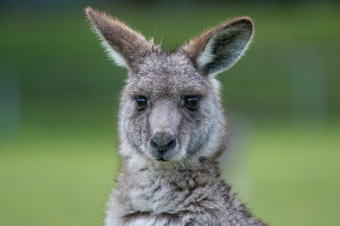 2-Day Melbourne to Adelaide Tour via Great Ocean Road Grampians - Day 1 on the Great Ocean Road: Anglesea, Apollo Bay, and the iconic stops