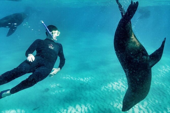 2 hour Seals & Seadragon Swim - Key things I’d plan around before you go