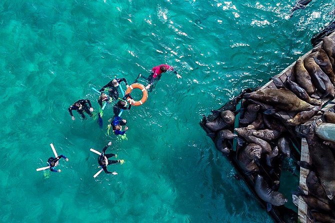 2 hour Seals & Seadragon Swim - The boat-and-guide rhythm: presentations, gear, and real swim confidence