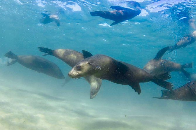 2 hour Seals & Seadragon Swim - Wildlife you can realistically expect: seals, rays, and occasional surprises