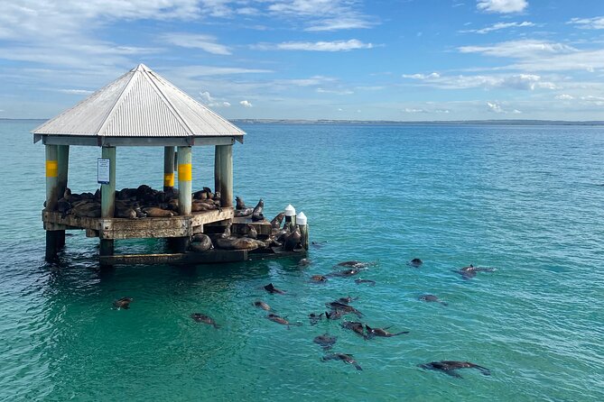 2 hour Seals & Seadragon Swim - Should you book? My practical take