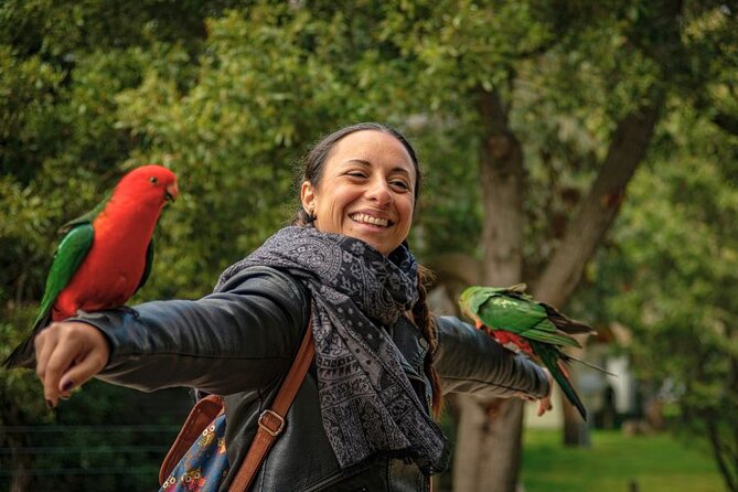 3 Day Combo: Great Ocean Road, Penguin Parade and FREE City Tour - Penguin Parade rules and how to get the most from the viewing