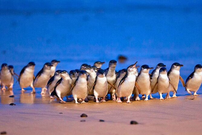 3 Day Combo: Great Ocean Road, Penguin Parade and FREE City Tour - Mait’s Rest rainforest walk and the Twelve Apostles timing