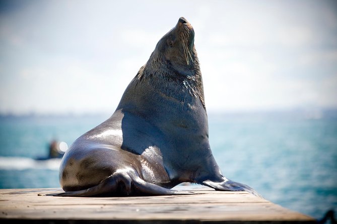 3-Hour Dolphin and Seal Sightseeing Cruise, operated with swim tour passengers - Port Phillip Bay from Sorrento: what makes this cruise special