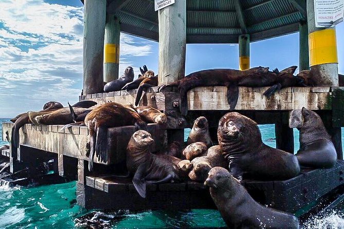 3-Hour Dolphin and Seal Sightseeing Cruise, operated with swim tour passengers - Food, hot drinks, and the kind of lunch you’ll actually enjoy
