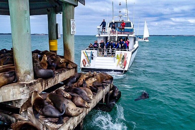 3-Hour Dolphin and Seal Sightseeing Cruise, operated with swim tour passengers - How the route works: from Port Phillip Heads to Popes Eye