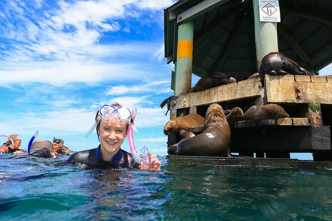 3 hour Dolphin and Seal Swim (NOV-APR) - Mornington Peninsula dolphin and seal swim: what you’re really paying for