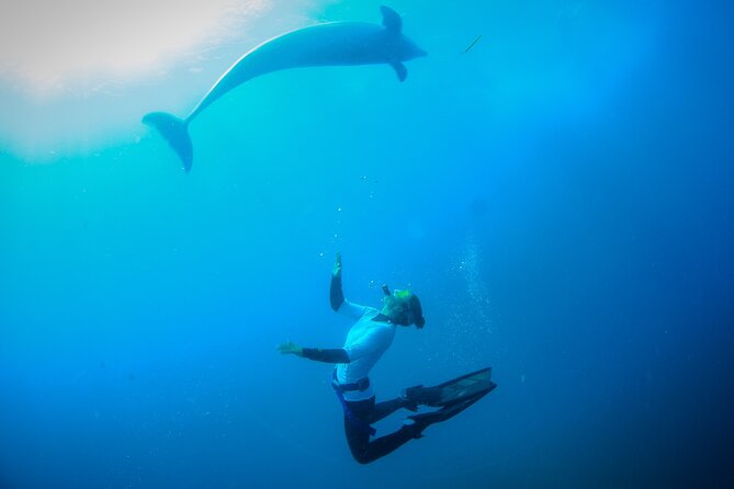 3 hour Dolphin and Seal Swim (NOV-APR) - Lunch onboard: when your body and your nerves reset
