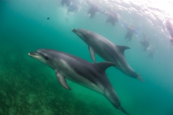 3 hour Dolphin and Seal Swim (NOV-APR) - Dolphin search and the on-water rules that matter