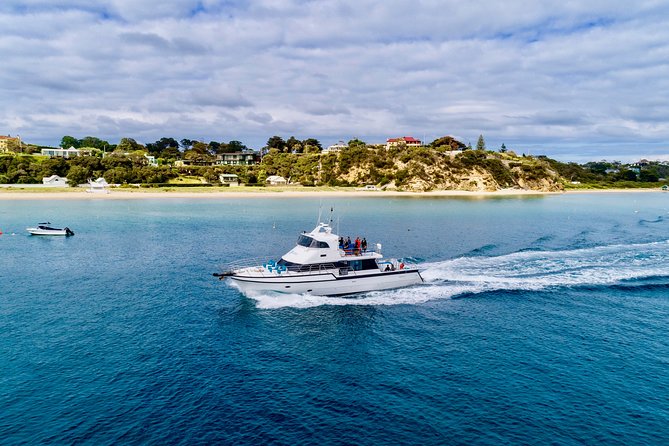 3 hour Dolphin and Seal Swim (NOV-APR) - Free return if dolphins don’t show up