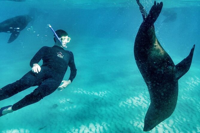 3 hour Dolphin and Seal Swim (NOV-APR) - Who this is best for (and who might want another option)