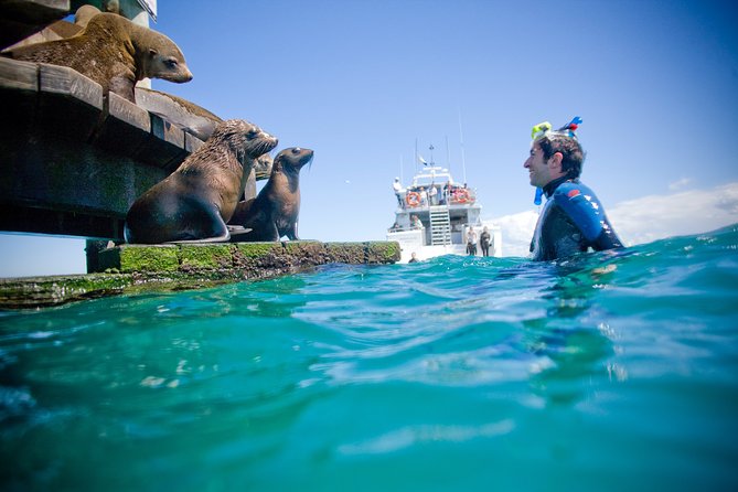 3 hour Dolphin and Seal Swim (NOV-APR) - Sorrento Pier to Port Phillip Bay on the Moonraker