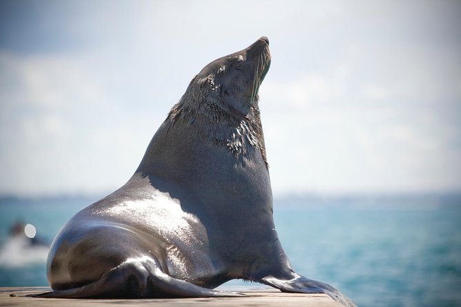90 minute wildlife and scenic cruise - Sorrento to Portsea: the ride starts with views and positions