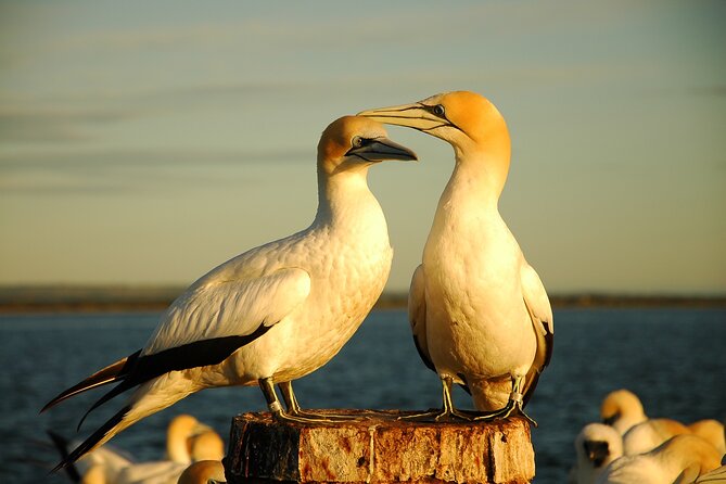 90 minute wildlife and scenic cruise - Dolphins and seals: managing the excitement without going numb