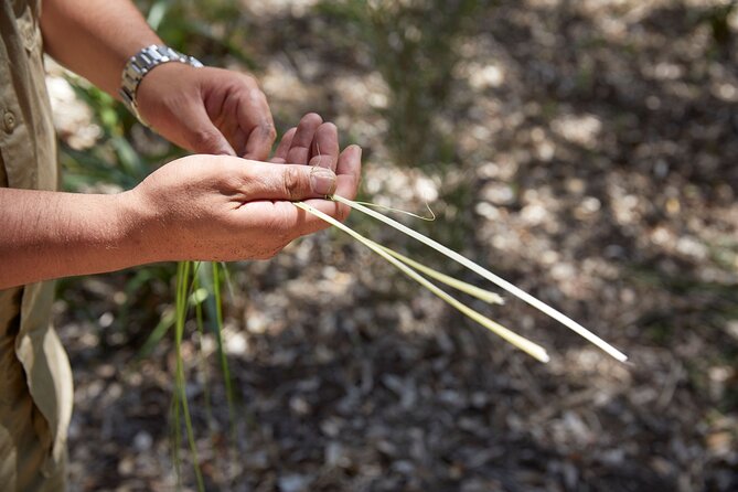 Aboriginal Heritage Walk - Royal Botanic Gardens Victoria, Melbourne Gardens - Why this Koolin Nation garden walk feels different