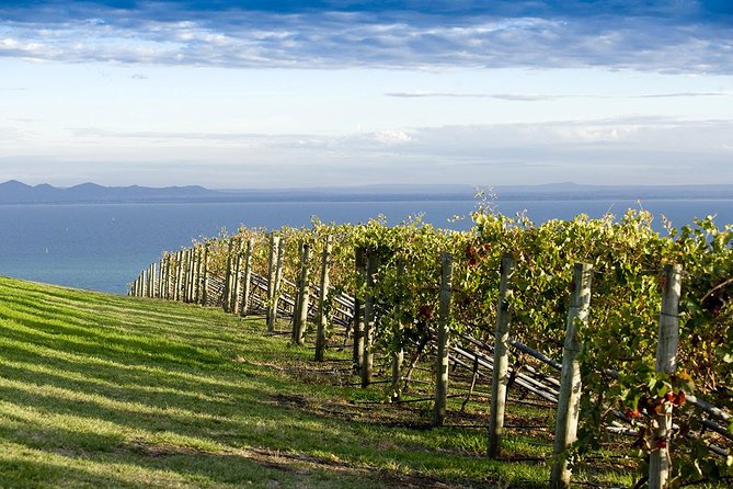 Around the Bay Food and Wine Taste Trail - Scotchmans Hill on the Bellarine: old-world barn charm + vineyard views