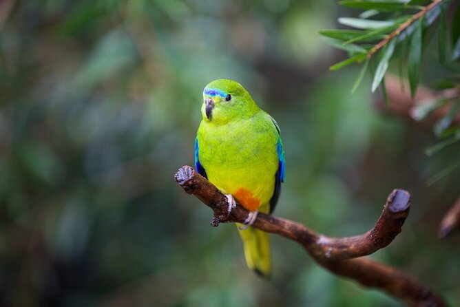 Australian Experience at Werribee Open Range Zoo - excl. entry - What this is really like (30 minutes, but with purpose)