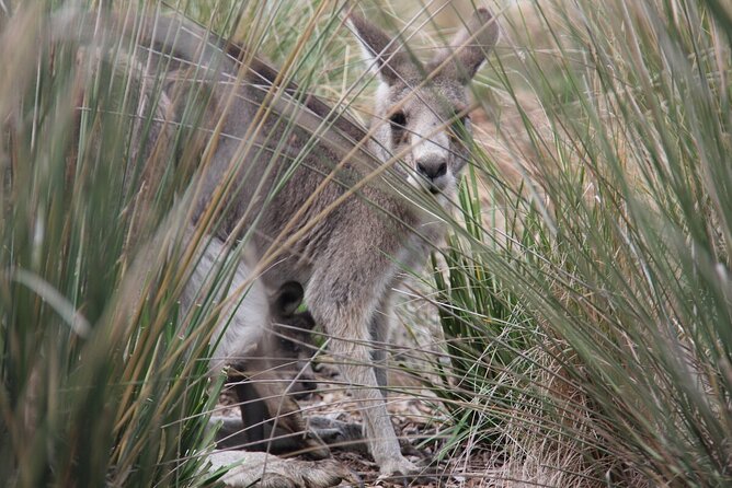 Australian Experience at Werribee Open Range Zoo - excl. entry - The Australian Trail walk: koalas, a kangaroo mob, and more