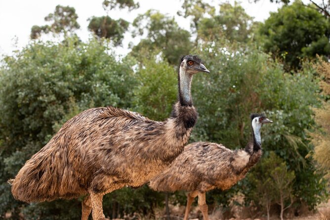 Australian Experience at Werribee Open Range Zoo - excl. entry - Booking timing and what to expect after you book