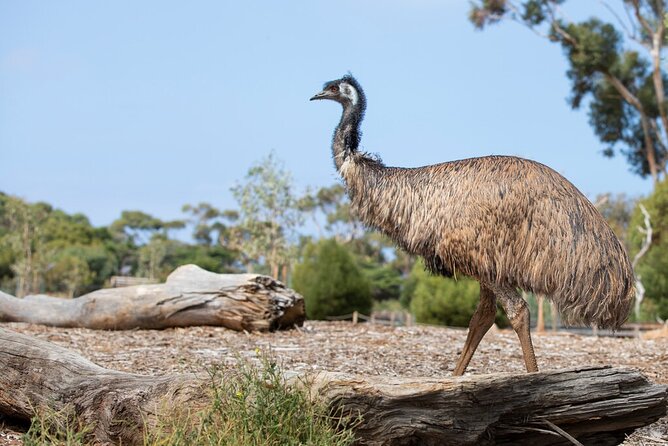 Australian Experience at Werribee Open Range Zoo - excl. entry - Tips to get the best results from a short guided experience