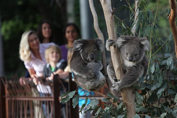 Australian Wildlife Tour at Melbourne Zoo Ticket - excl. entry - Key highlights worth getting up early for