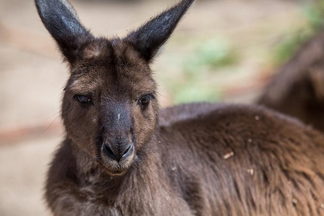 Australian Wildlife Tour at Melbourne Zoo Ticket - excl. entry - Why this 8:00 am start at Melbourne Zoo feels special