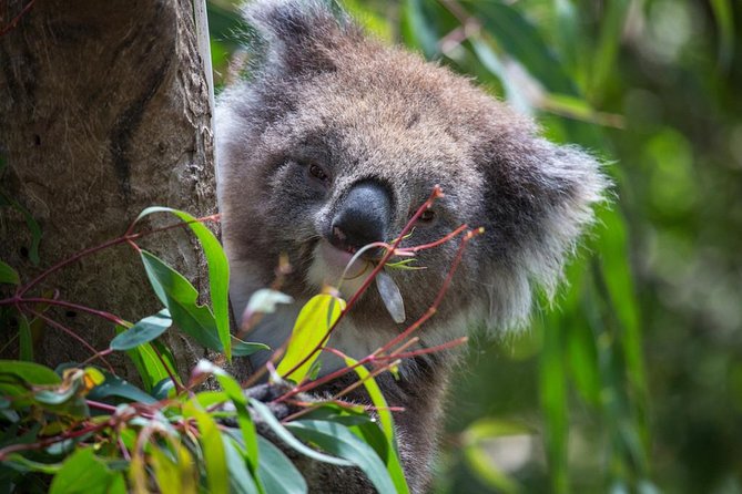 Australian Wildlife Tour at Melbourne Zoo Ticket - excl. entry - Price and value: $71.01 for the tour, zoo admission on top