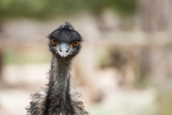 Australian Wildlife Tour at Melbourne Zoo Ticket - excl. entry - Koala talk and kangaroos, emus, and breakfast time