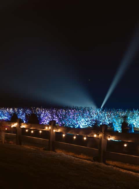 Blossom by Light at CherryHill - Key things to know before you go