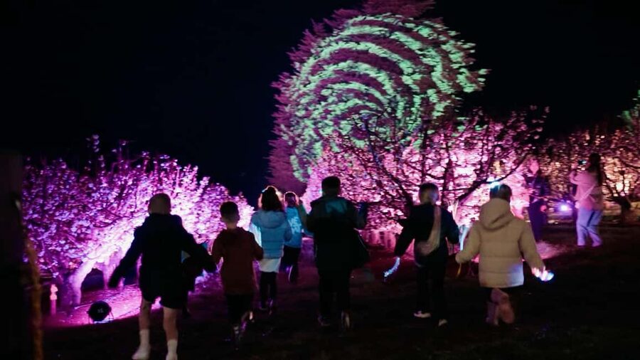 Blossom by Light at CherryHill - Cherry blossoms at night: what Blossom by Light really feels like