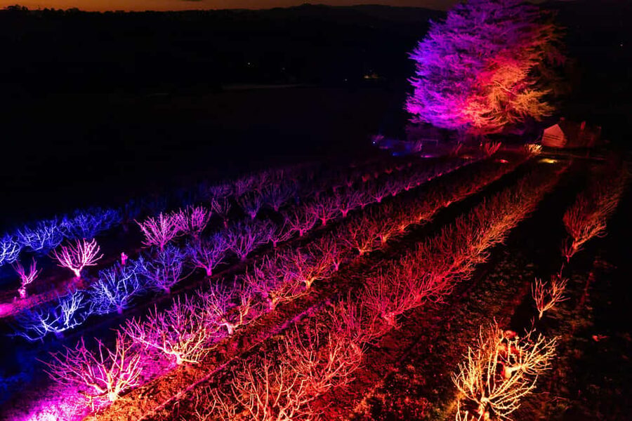 Blossom by Light at CherryHill - Wandin East orchard walk: where the best photos are likely to happen