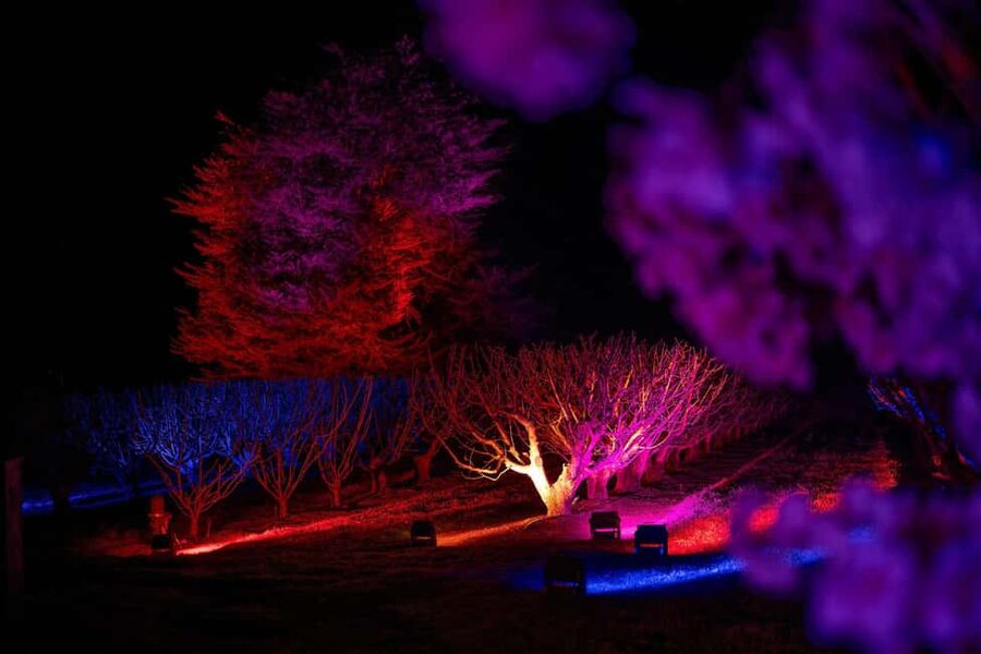 Blossom by Light at CherryHill - Timing tips for photos: how to avoid the common mistakes