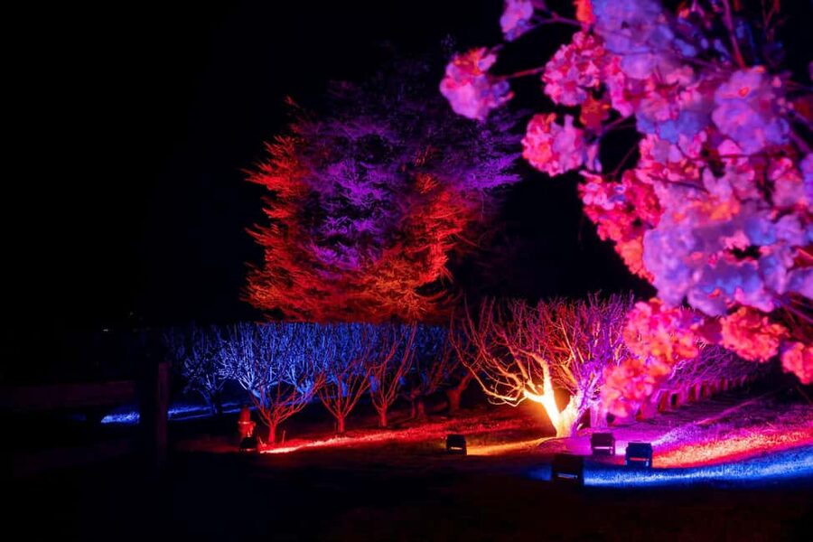 Blossom by Light at CherryHill - Gates open at 5:30, sunset around 6:30: planning your evening
