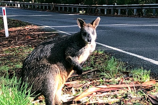 Boutique Great Ocean Road, wildlife and Rainforest Experience - Mercedes comfort plus a proper hotel drop-off