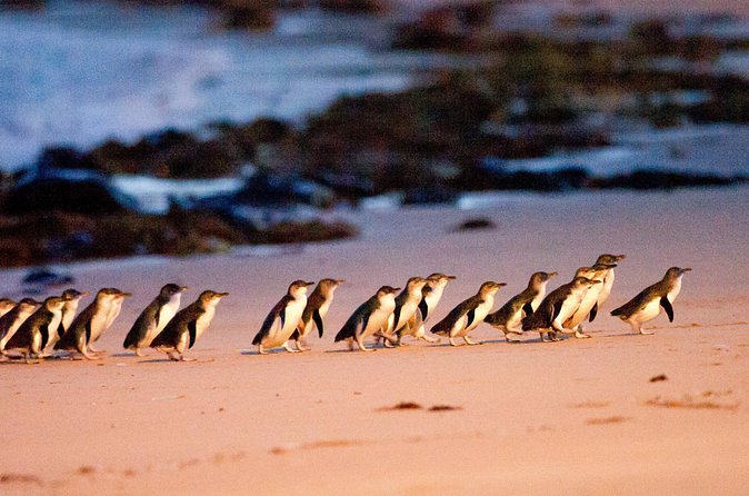 Brighton Bath Boxes & Puffing Billy & Penguin Parade 1-Day Tour - The Nobbies: A Fast Stop for Seal Colony Views