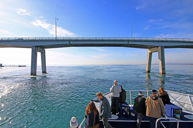 Cape Woolamai Sightseeing Cruise from San Remo - Key Points You Should Know Before You Go
