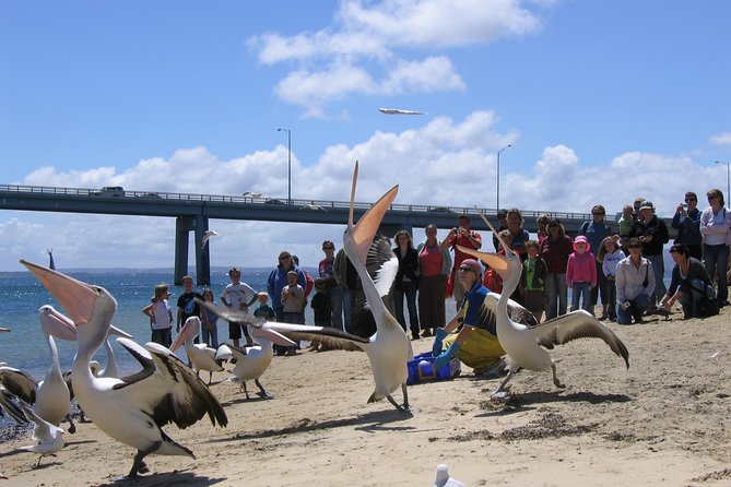 Cape Woolamai Sightseeing Cruise from San Remo - Price and Value: Is $35.14 a Fair Deal?